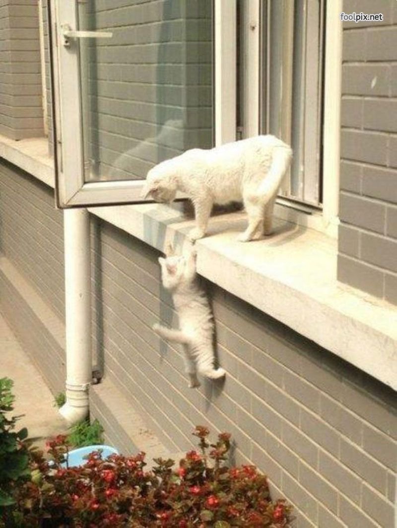 Кот лезет в окно