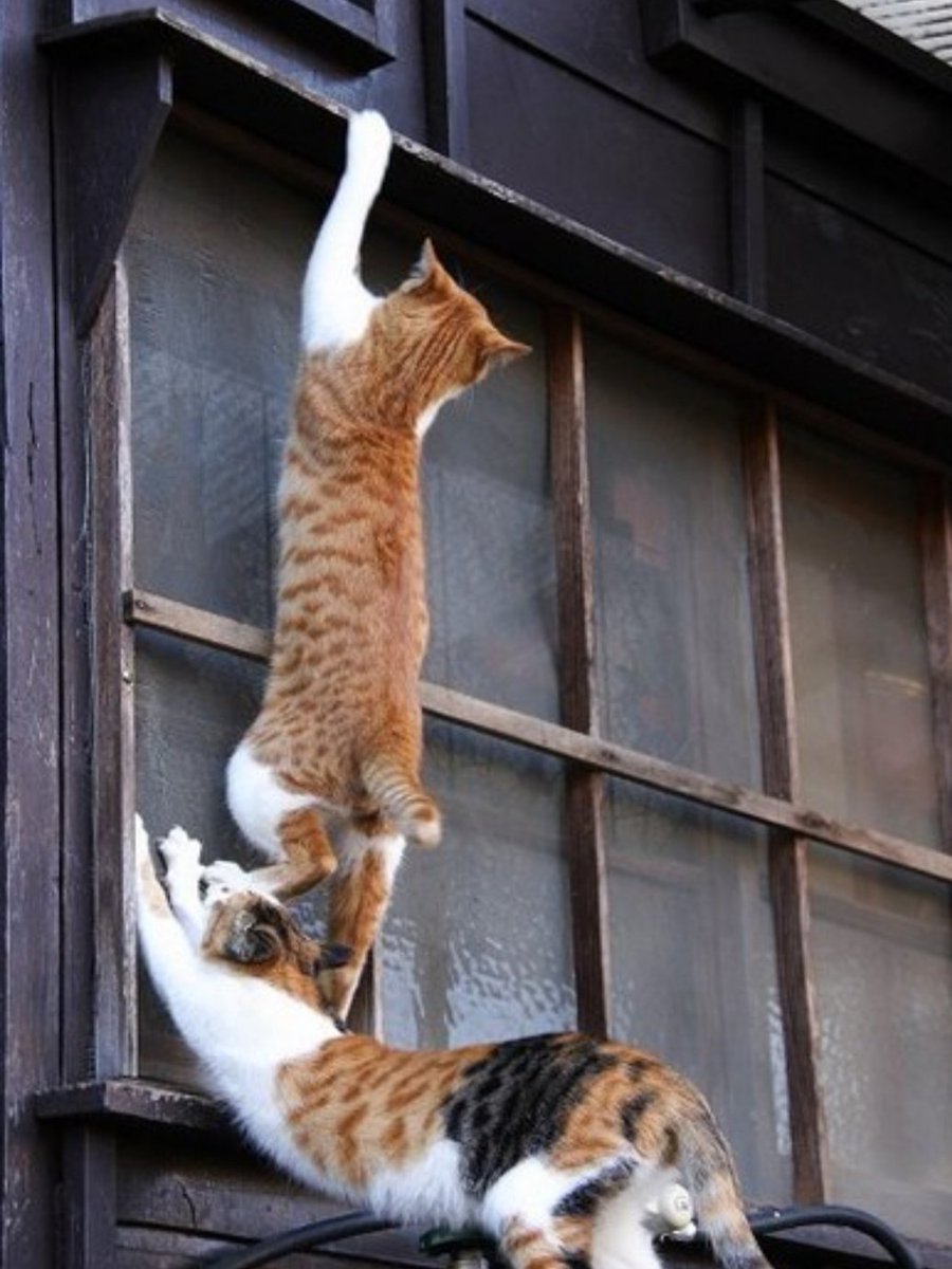 Коты помогают друг другу