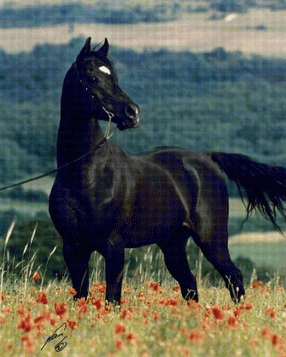 Мустанг дикий чёрный конь