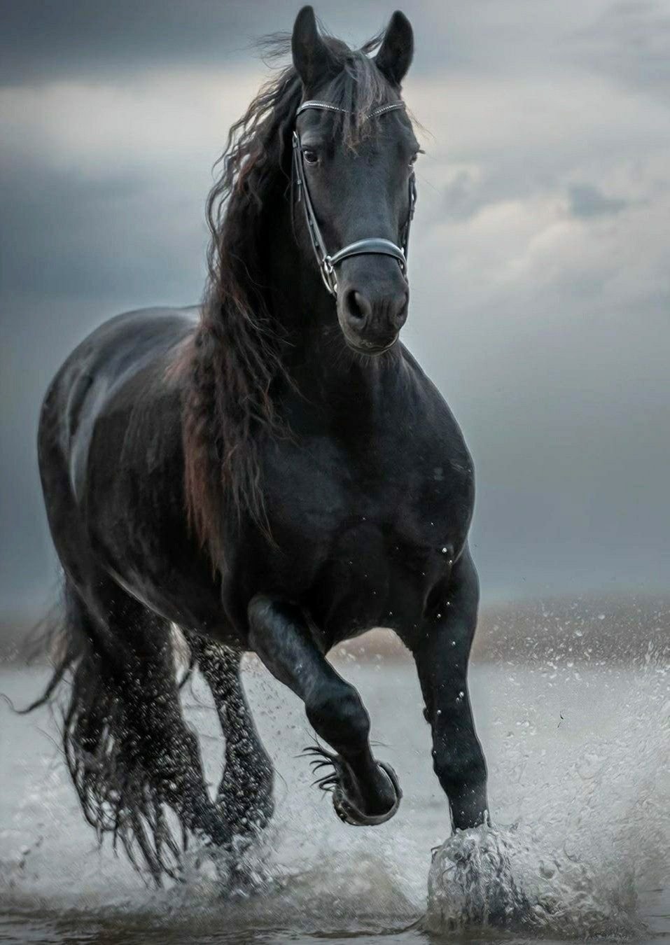 Черный конь