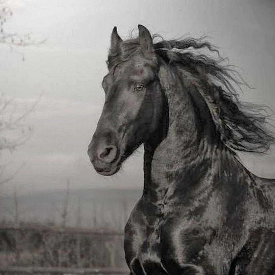 Лошадь черный