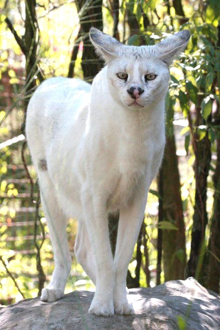 Сервал кошка альбинос