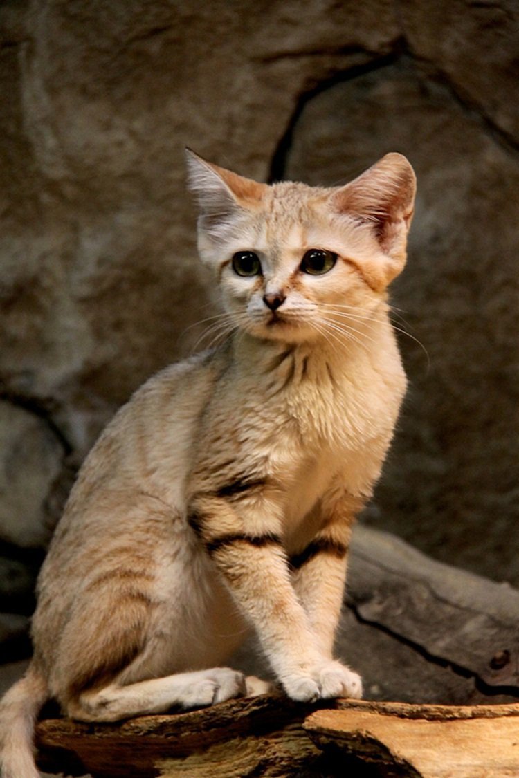 Метис барханного кота