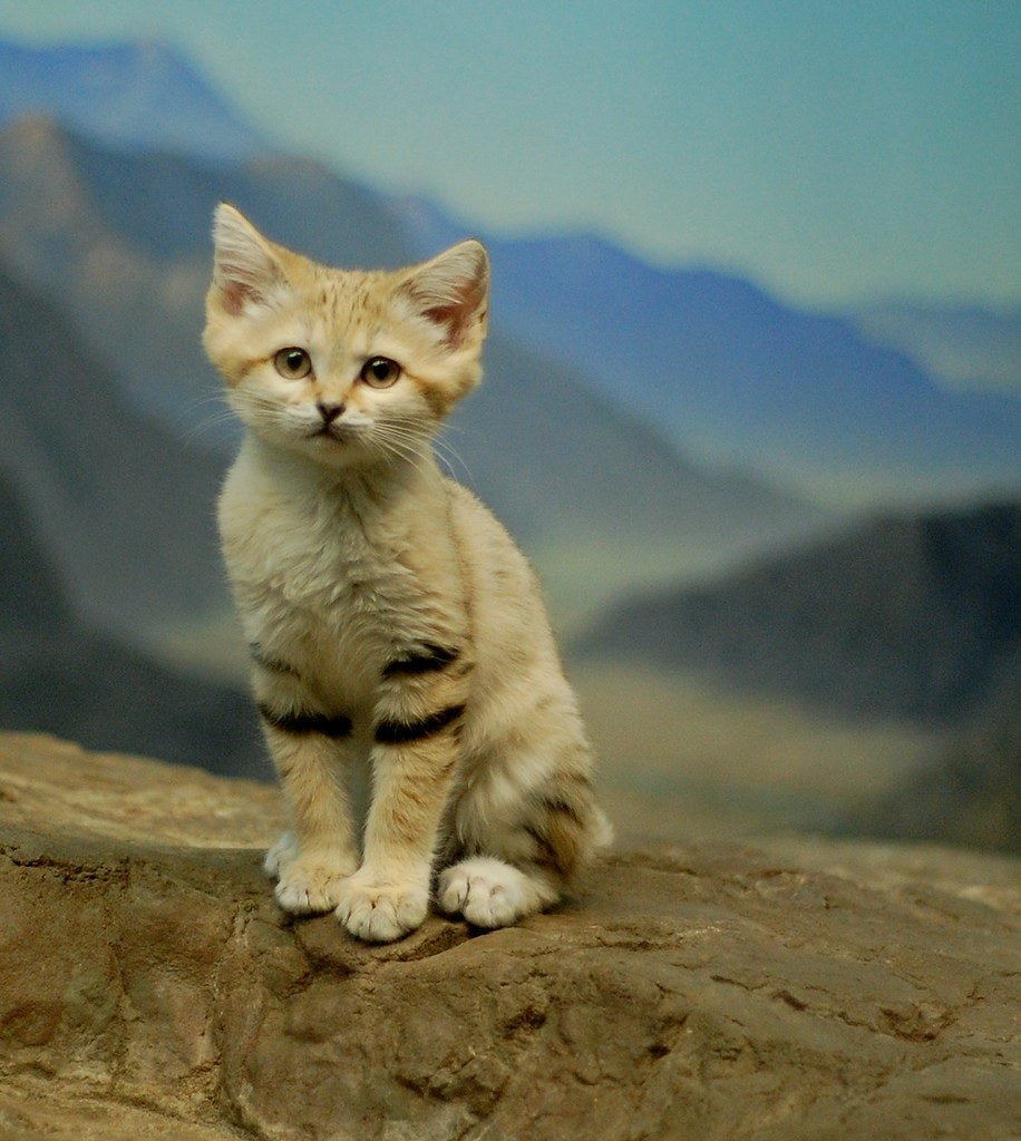 Барханный кот Википедия