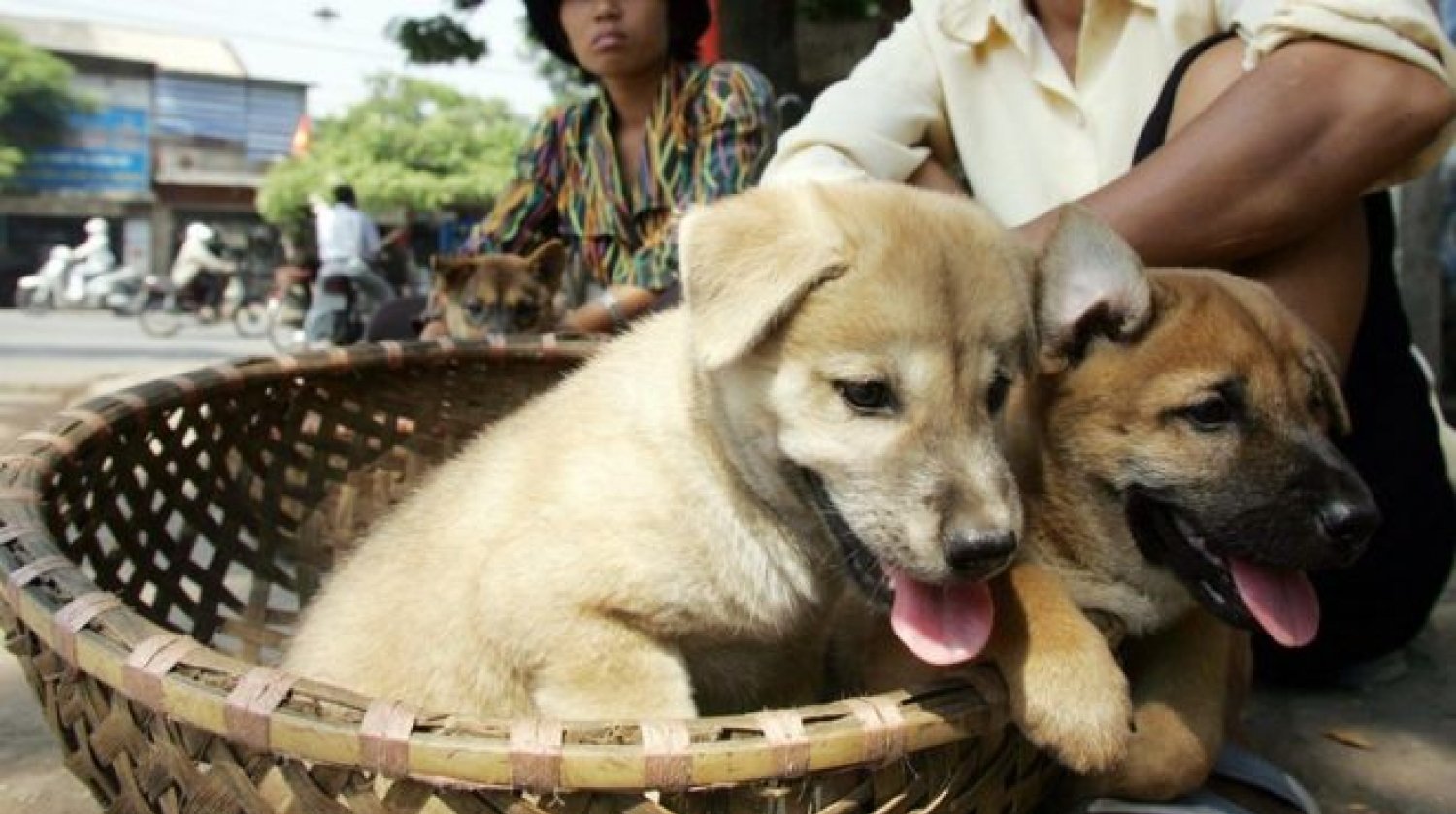 Сон съесть собаку. Вьетнамский хмонг порода. Вьетнамская собака.