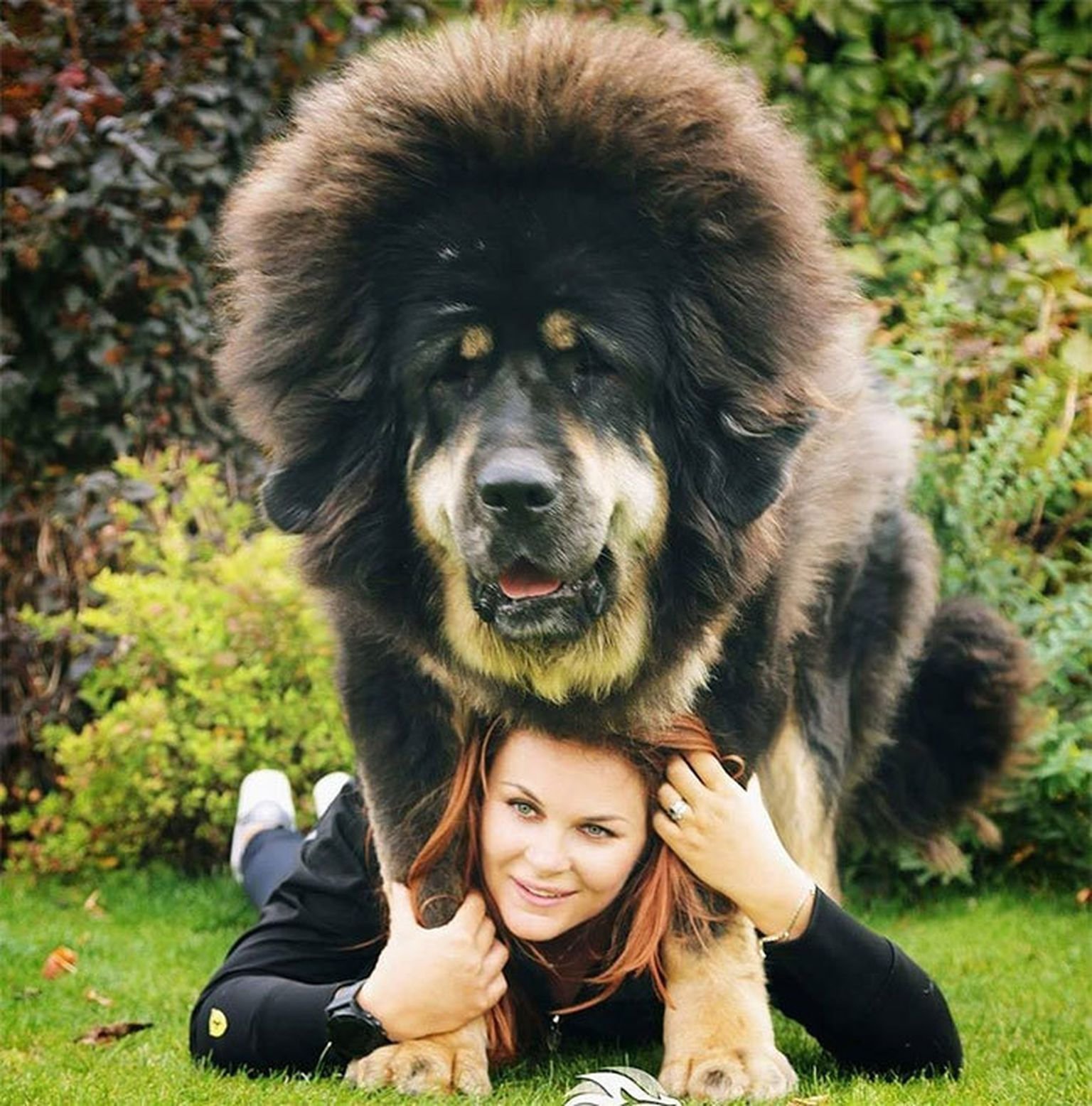 Огромная собака порода. Тибетский мастиф. Тибетский мастиф большой. Тибетский мастиф великан. Тибетский мастиф злой.