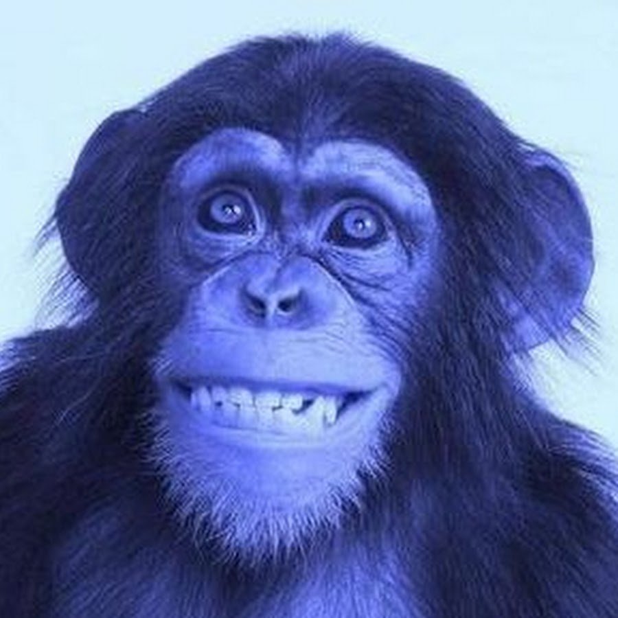 Голубая обезьяна. Синяя обезьяна. Обезьяна с цветной мордой. Фиолетовая горилла. Обезьяна с голубыми глазами.