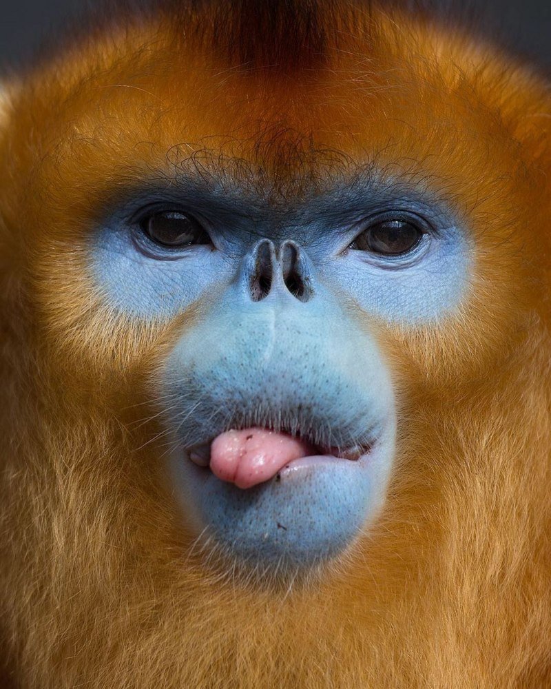 Голубая обезьяна