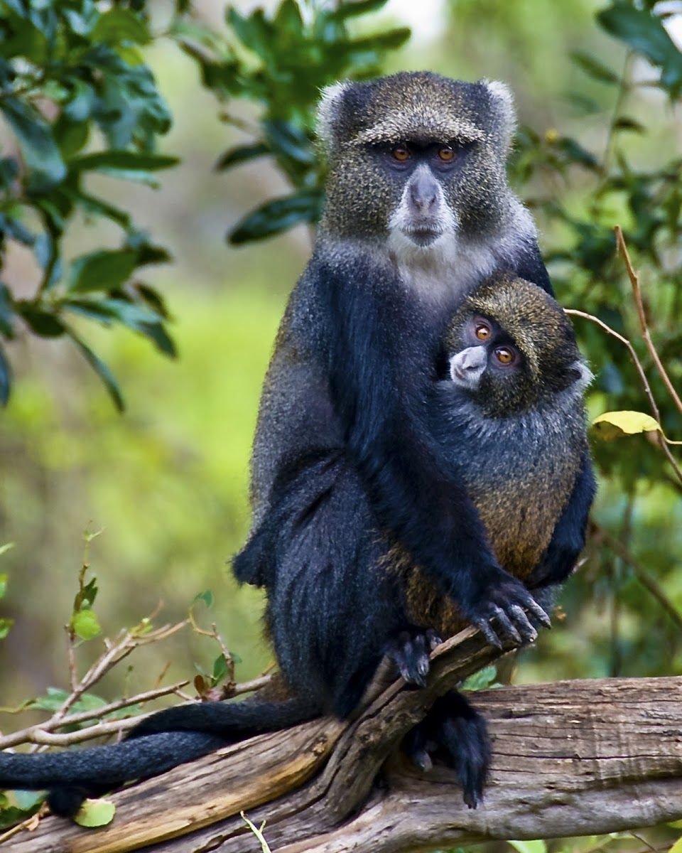 Голубые обезьяны Килиманджаро