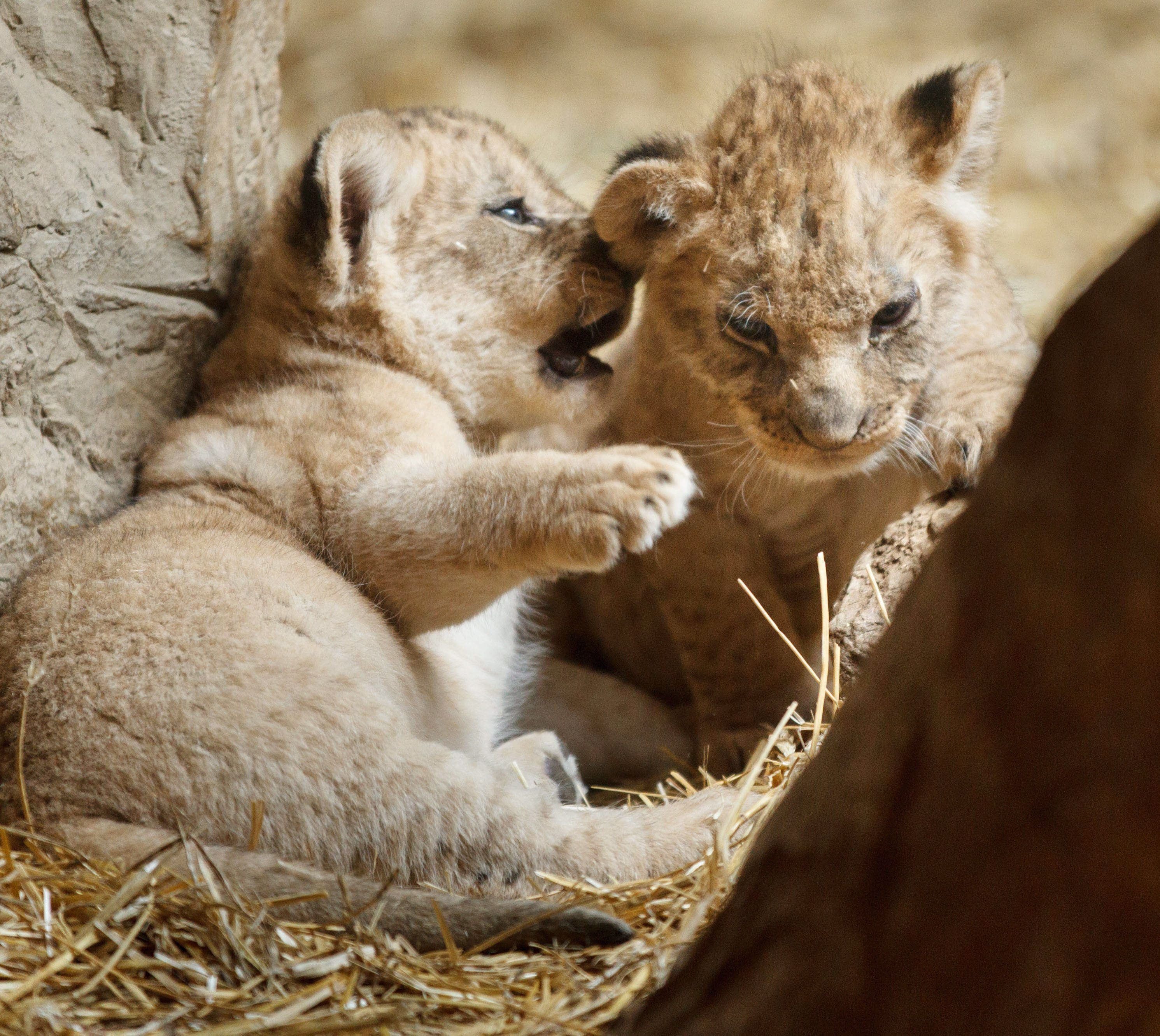 Потомство для зверя сигги. Детеныши животных. Новорождённые львята. Милые львята. Маленький Львенок.