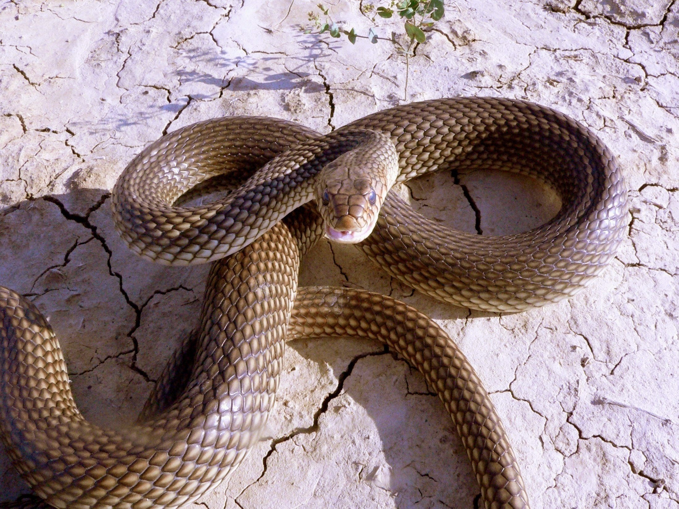 Змеи какой отряд. Четырехполосый полоз. Ящеричная змея (Malpolon monspessulanus). Полоз змея Астраханский. Степная гадюка Астрахань.