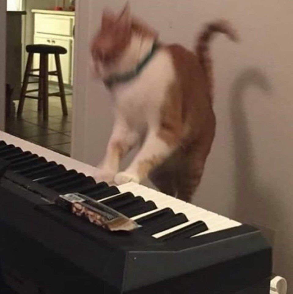Котик играющий на пианино