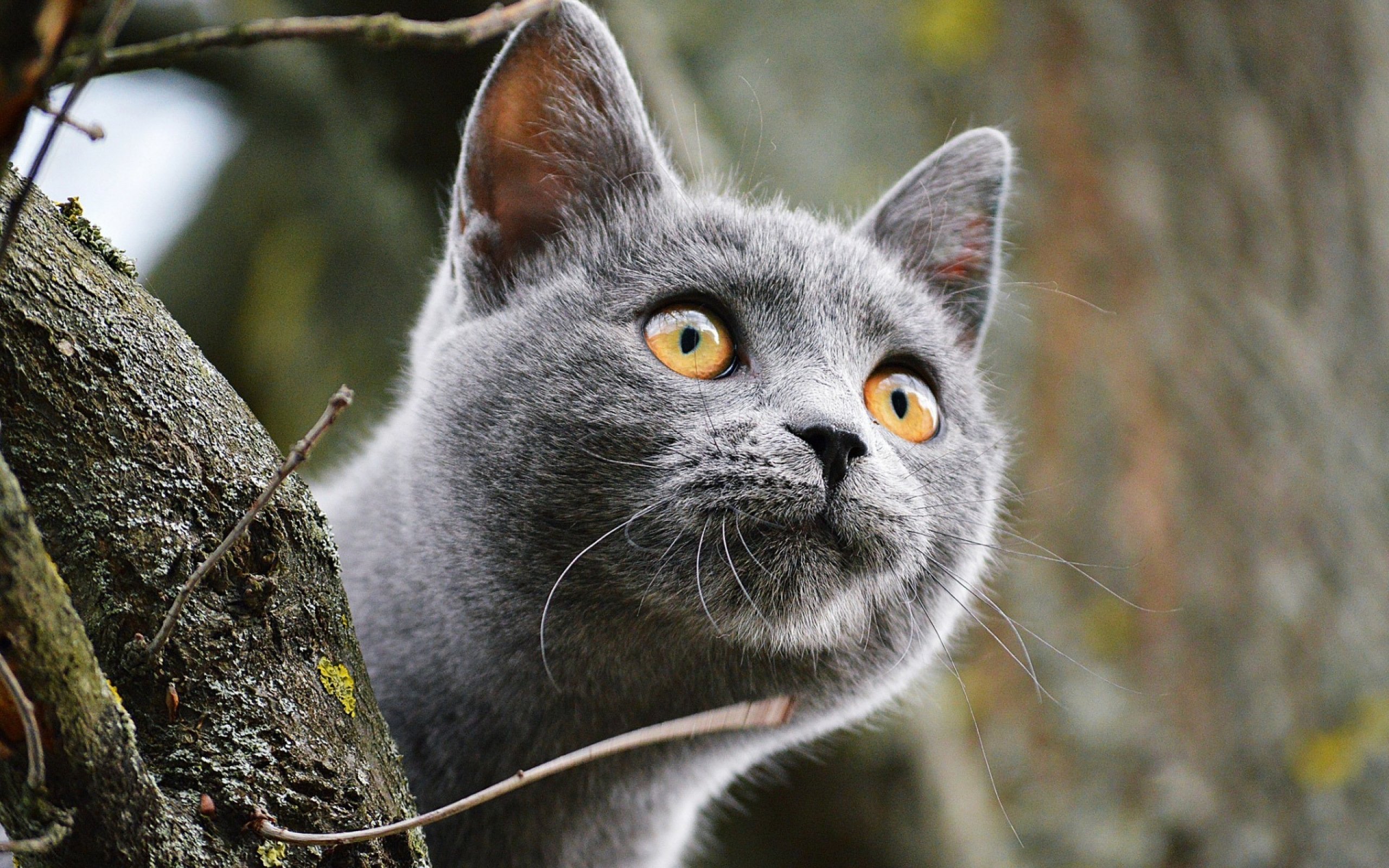 Картинки серых кошек. Анатолийский кот серый. Анатолийская кошка серая. Дымчатый кот. Серый кот с желтыми глазами.