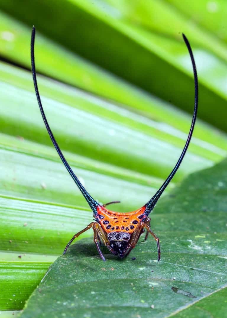 Самые необычные насекомые