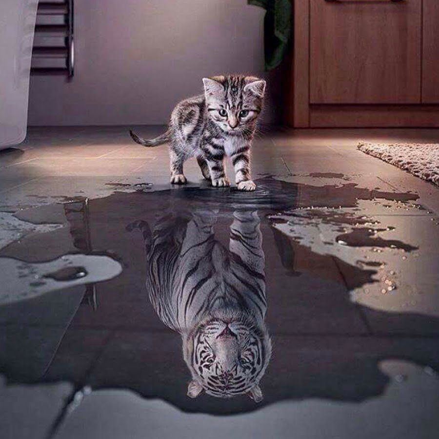 Отражение кошки в луже