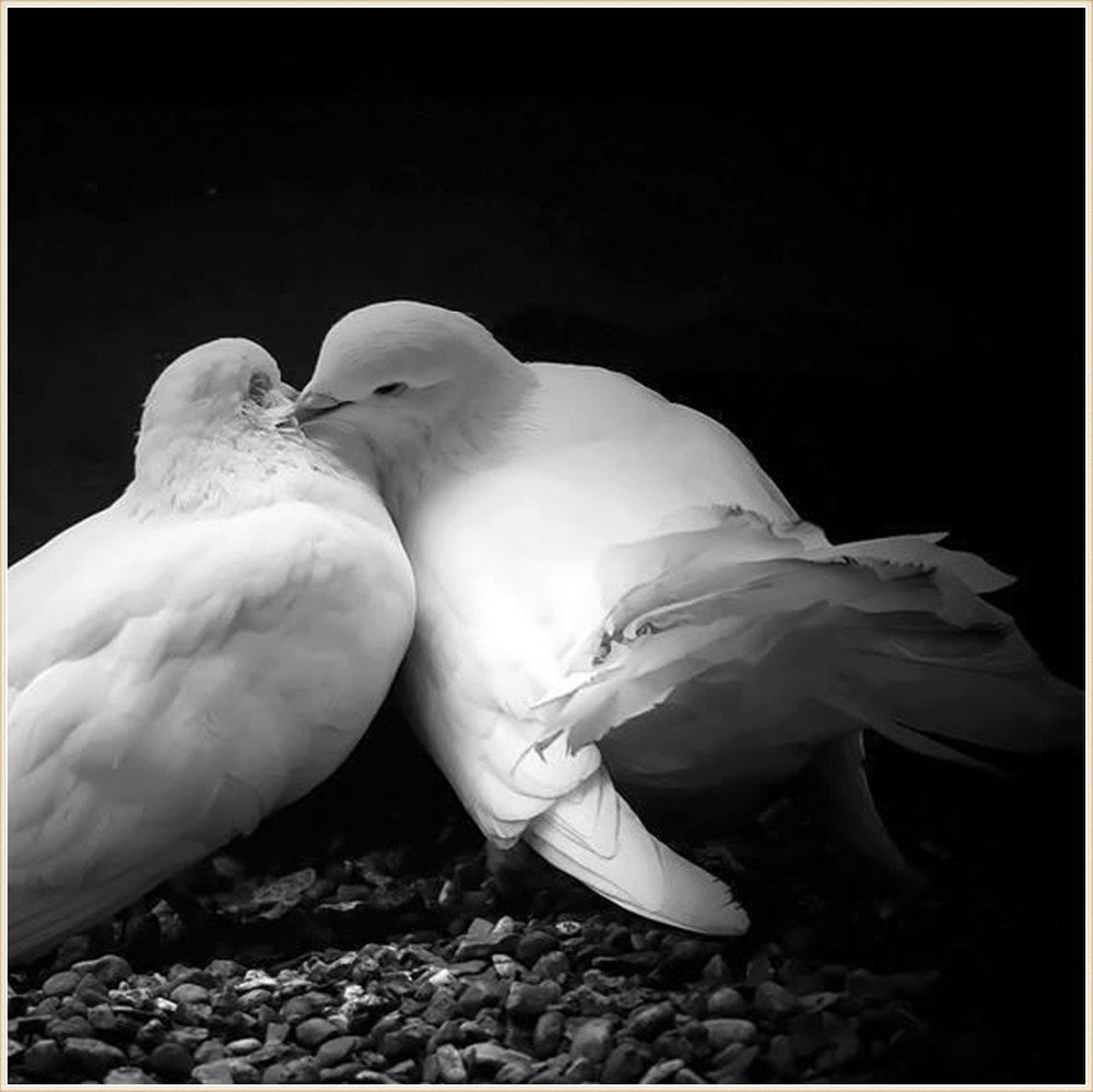 Пара голубей