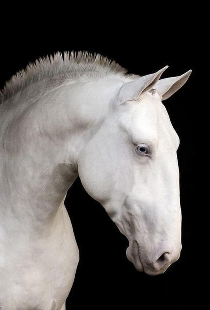 Андалузская лошадь морда