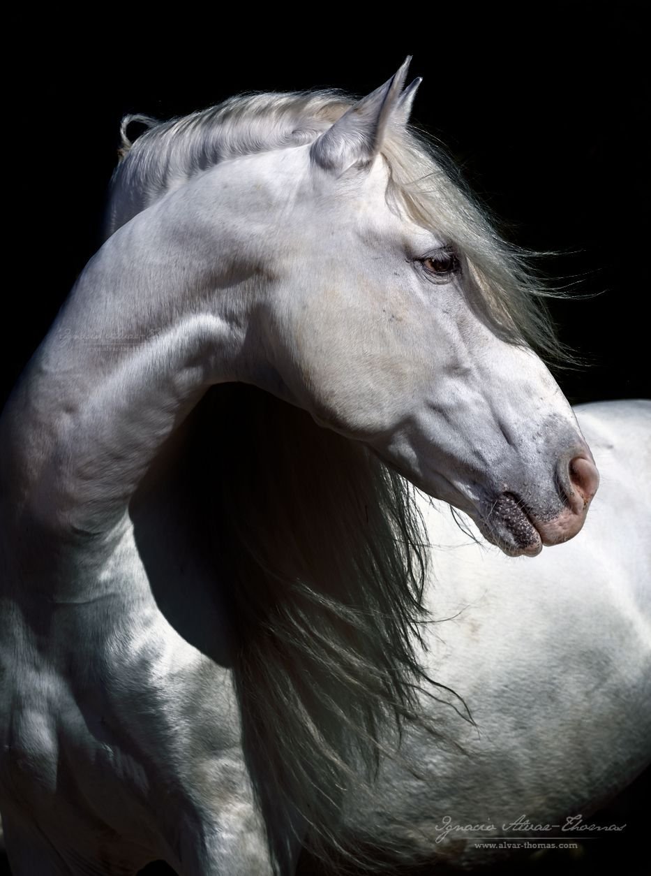 Голова андалузской лошади