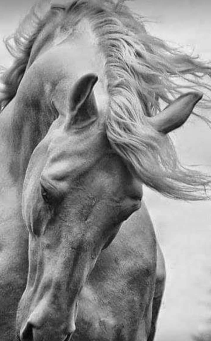 Эстетика коней красивая