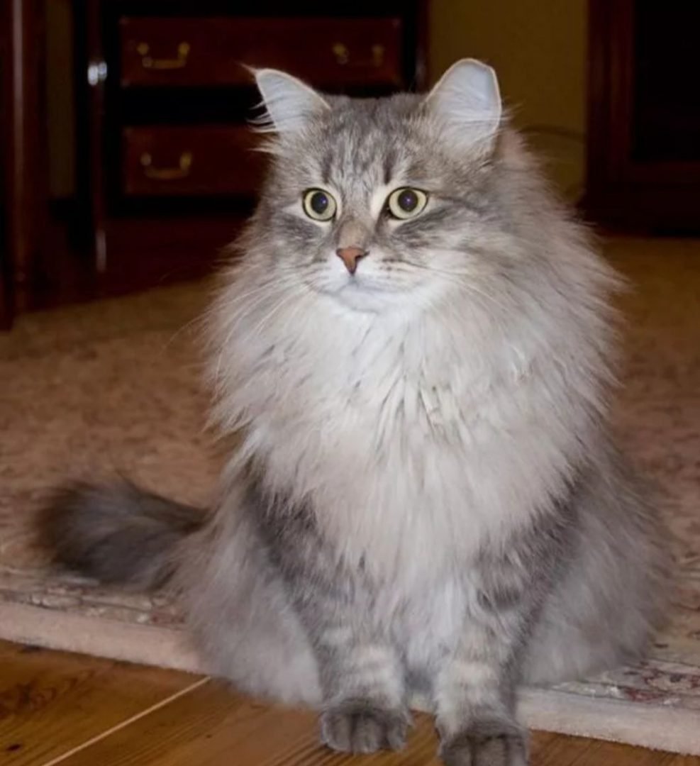 Сибирская кошка голубой табби