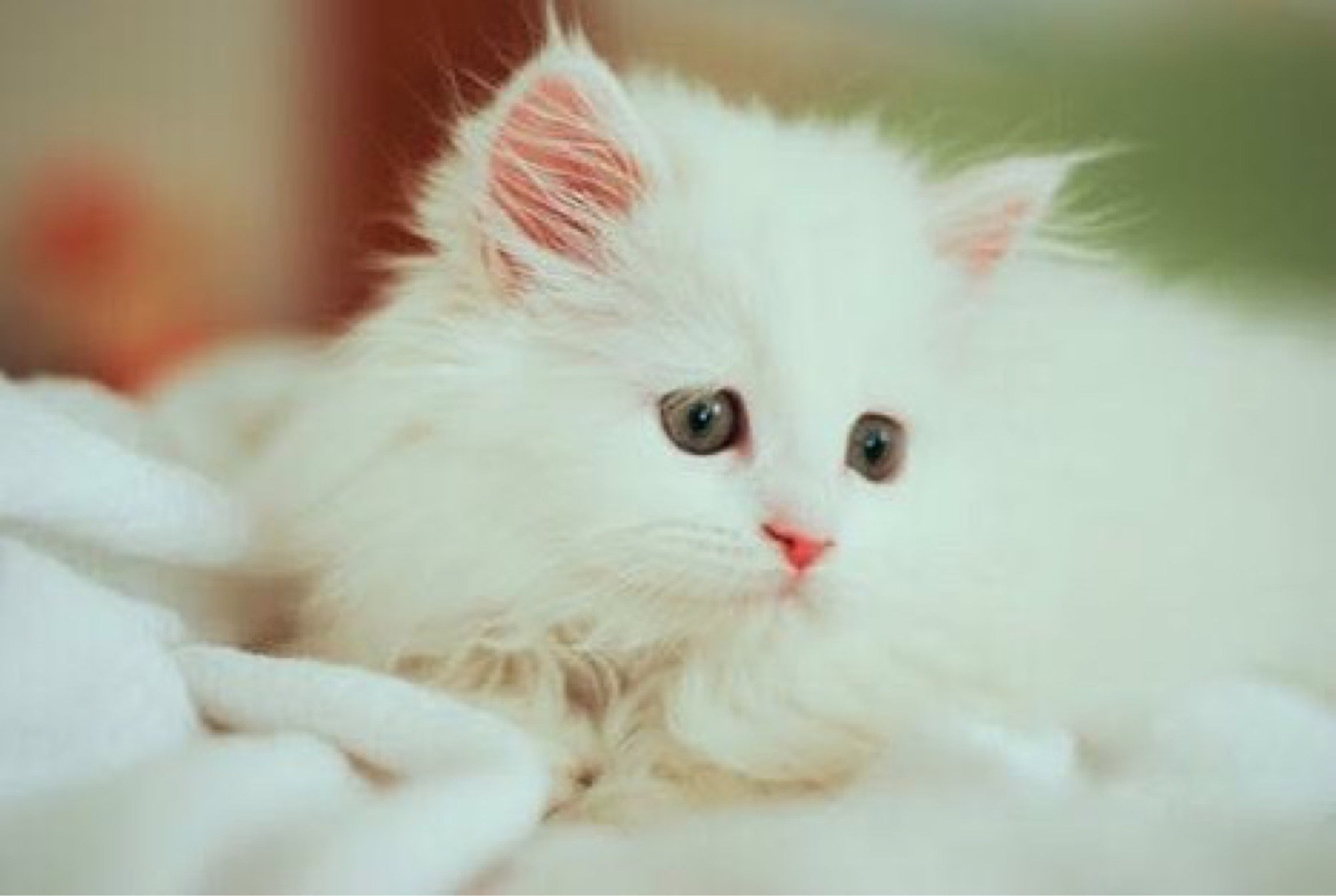 Беленьких котиков. Красивые пушистые котята. Белый пушистый котенок. Кошка белая. Красивая белая кошка.