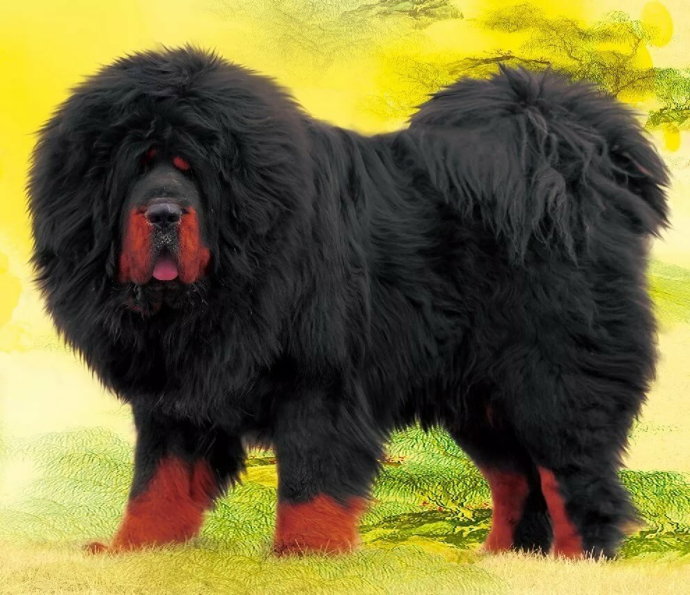Черный лохматый пес порода