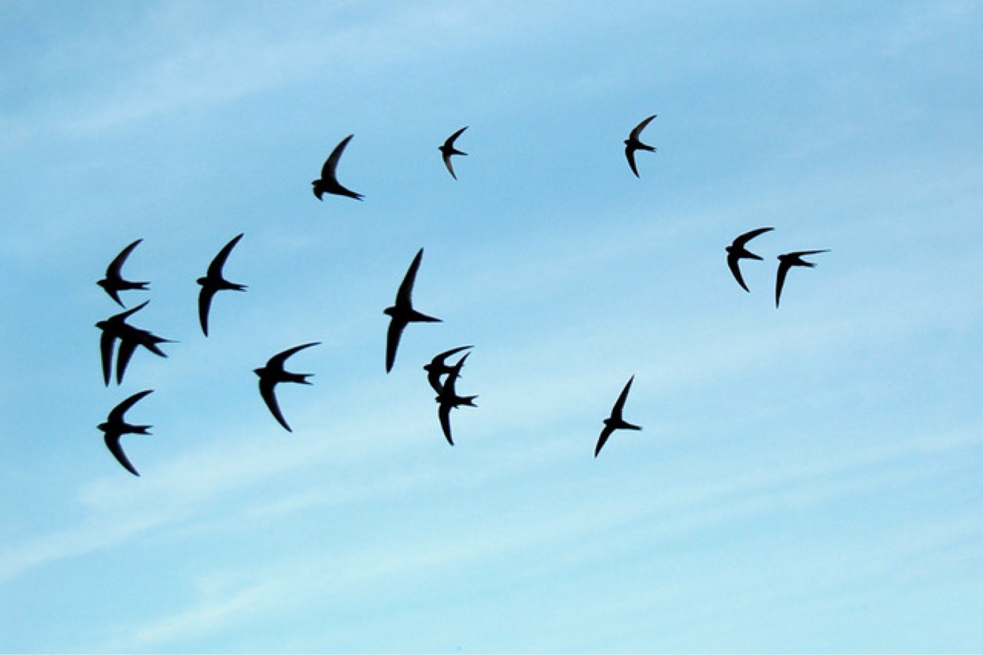 Летящие красивые птицы летящие. Стая ласточек. Ласточки улетают. Птица летит. Ласточки в небе.