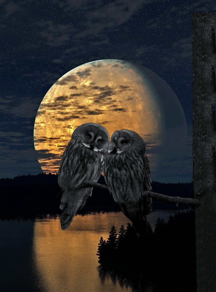 Спокойной ночи птичка. Сова ночью. Ночные птицы. Сова в ночном лесу. Сова и Луна.