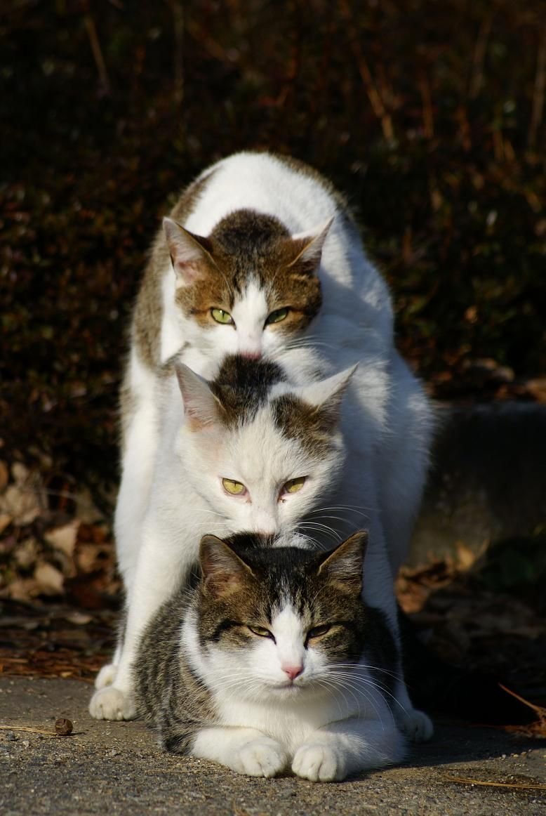 Коты семья