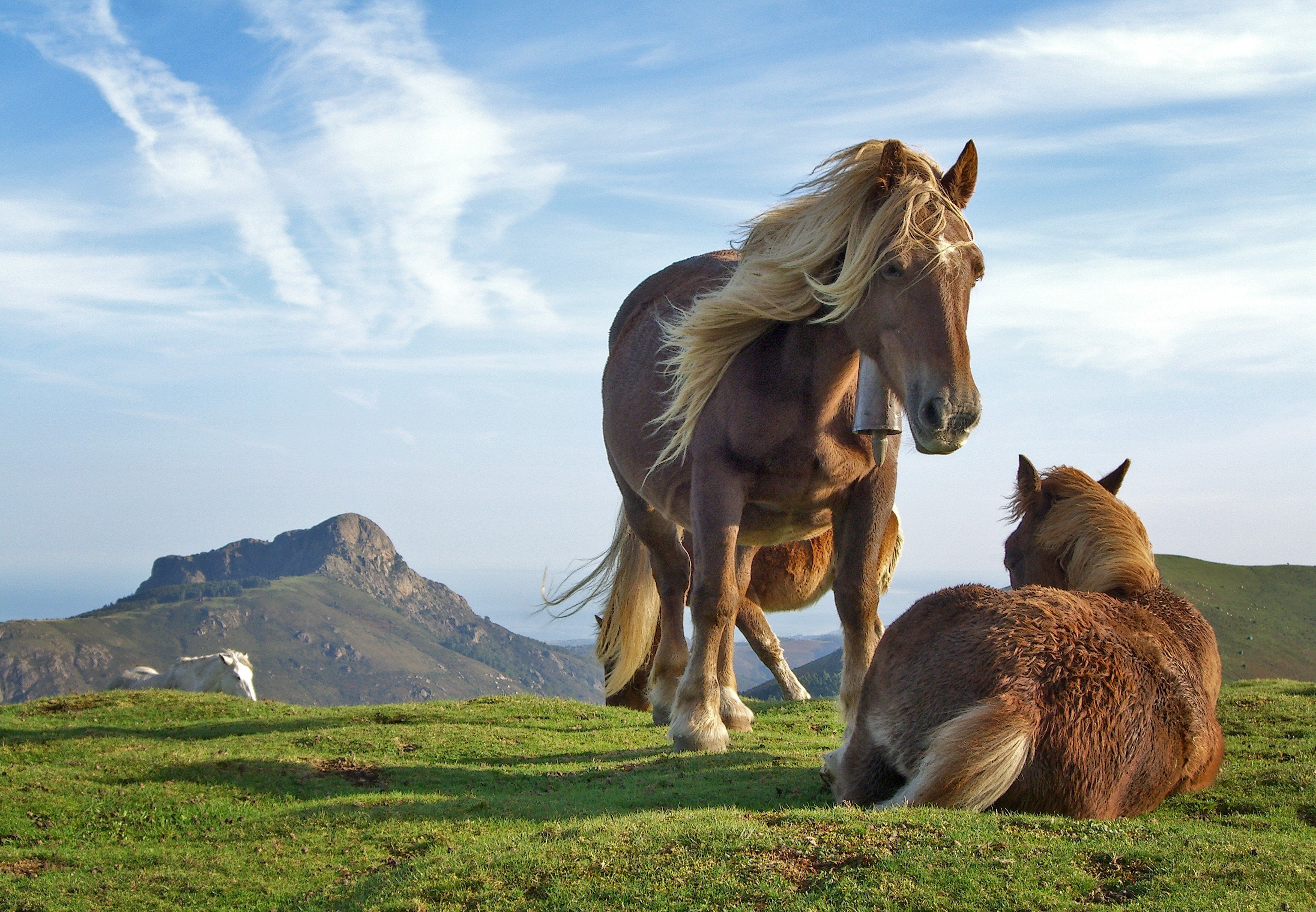 Про дикий лошадей. Красивые лошади. Лошади на природе. Красивые пейзажи с лошадьми. Лошади в горах.