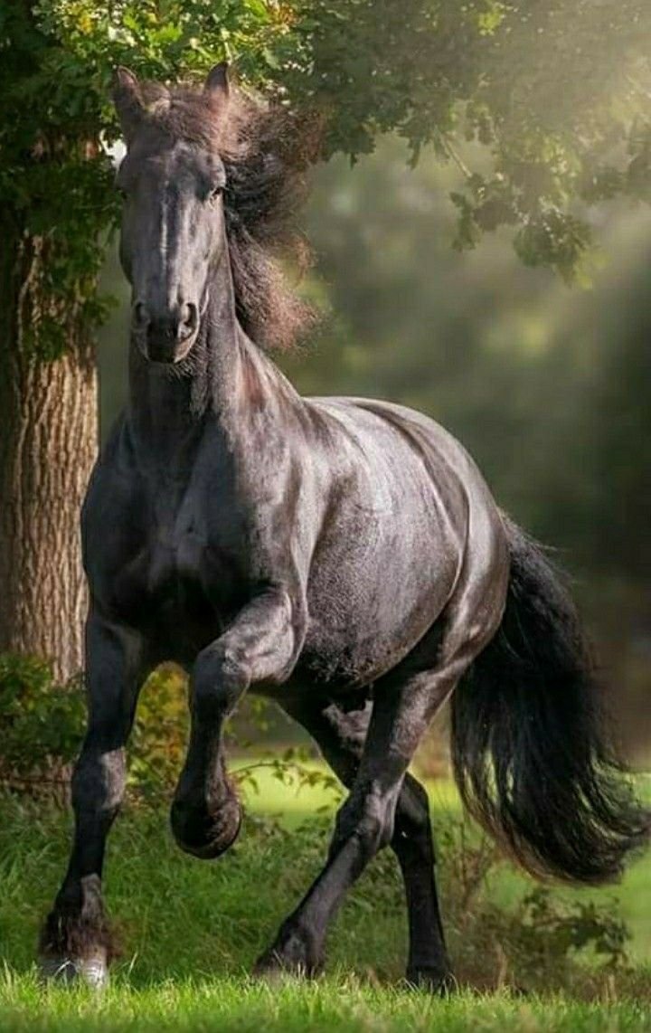 Красота лошадей