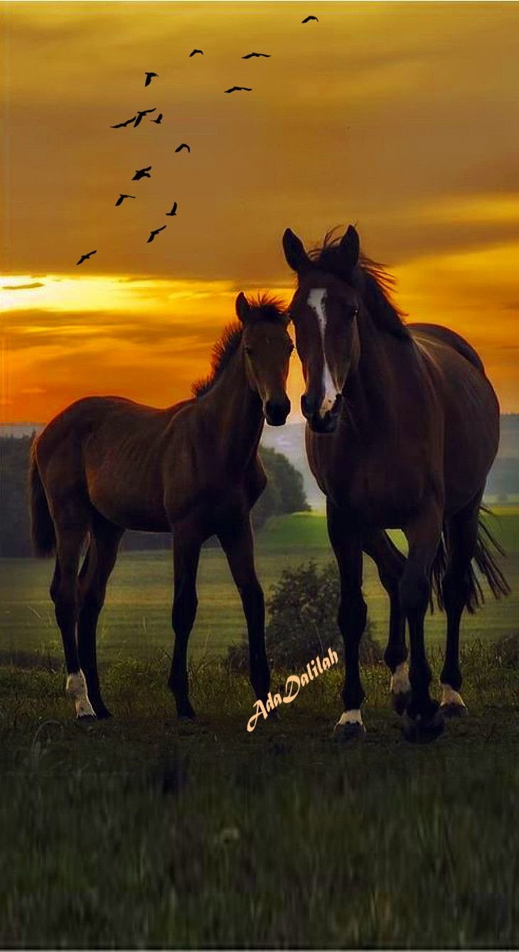 Красивые лошади с жеребенком