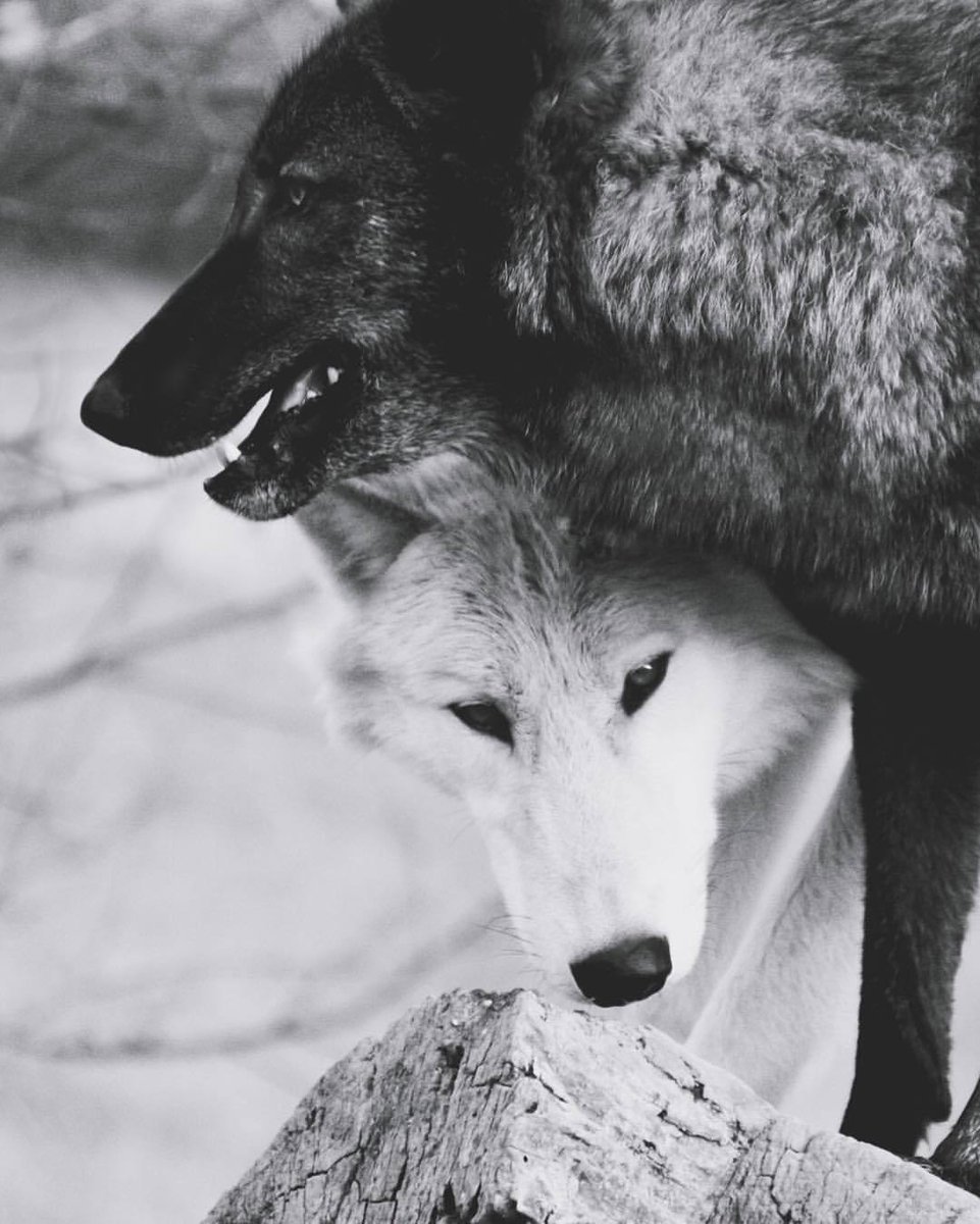 Volk Wolf белый и черный волк