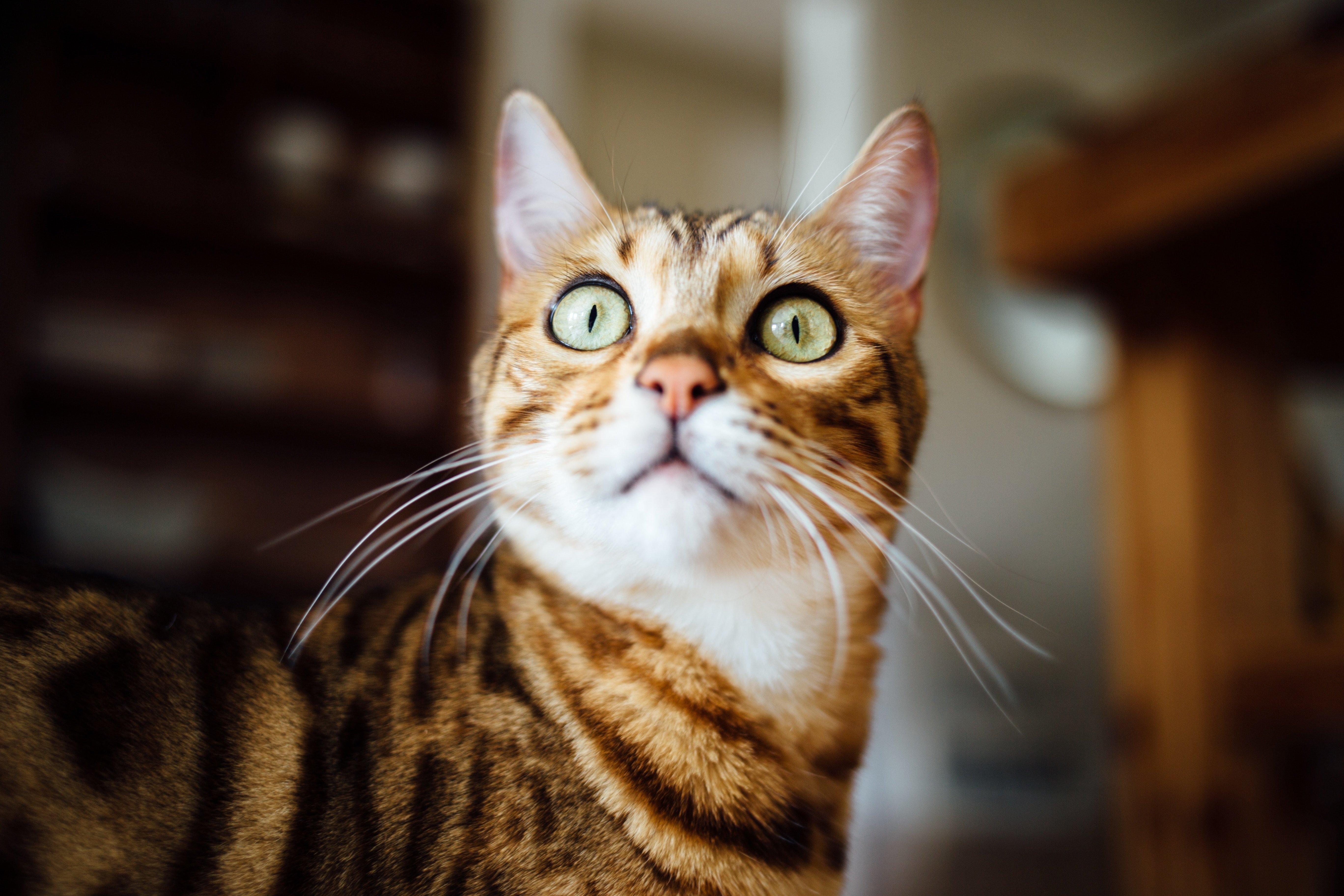 Кошка удивлена. Удивленный кот. Удивенный котэ. Удивленный взгляд кошки. Смешные морды котов.