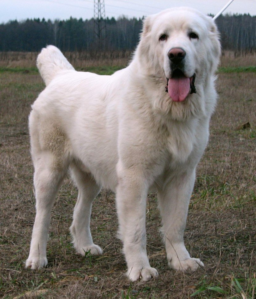 Собака Среднеазиатская овчарка алабай