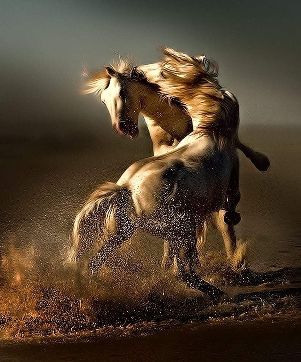 Танец лошадки. Красивые лошади. Лошадь бежит. Красивый конь. Картинки лошадей красивые.
