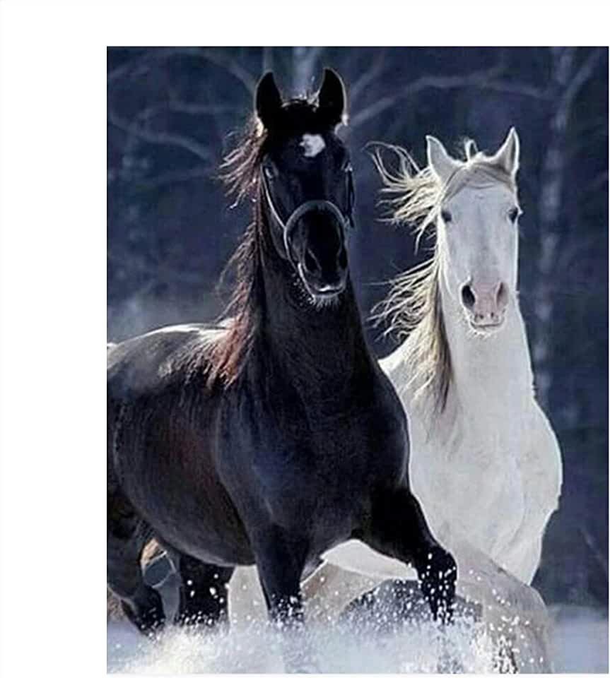 Красивая пара лошадей