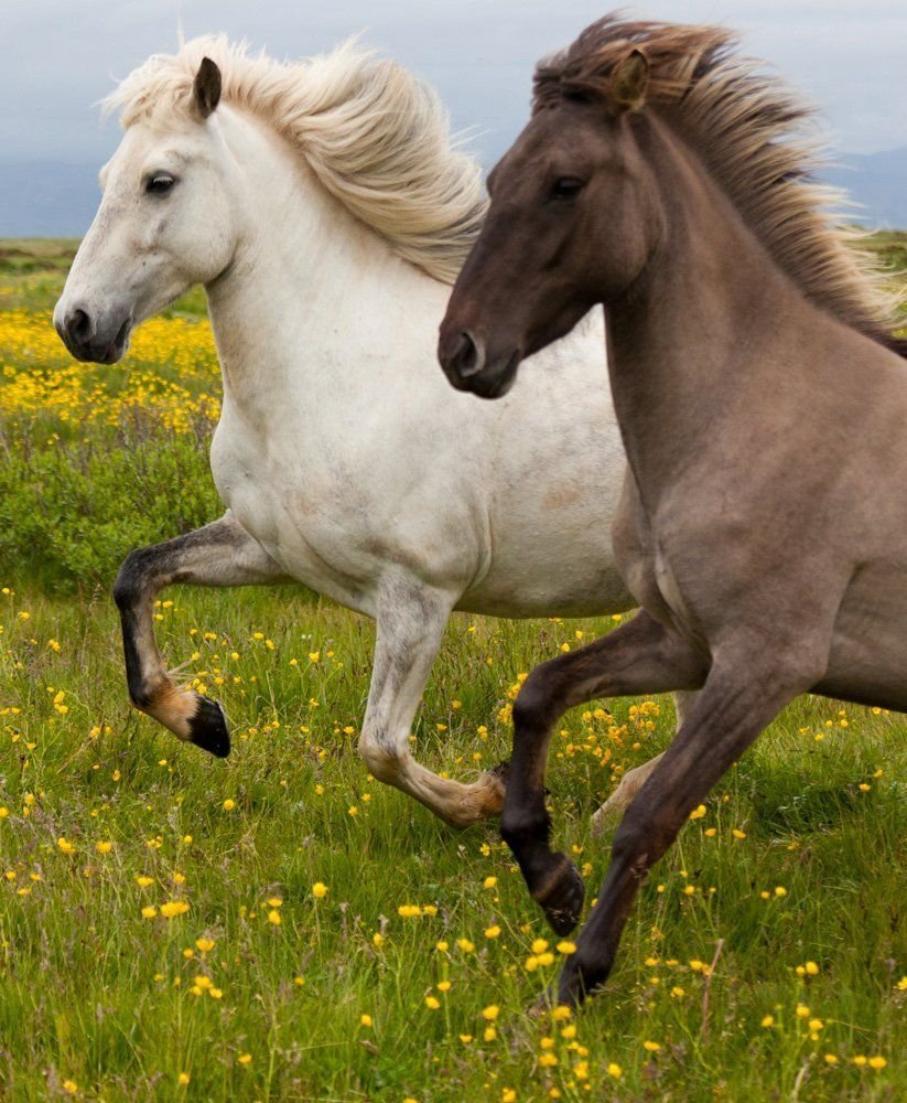Лошади обнимаются