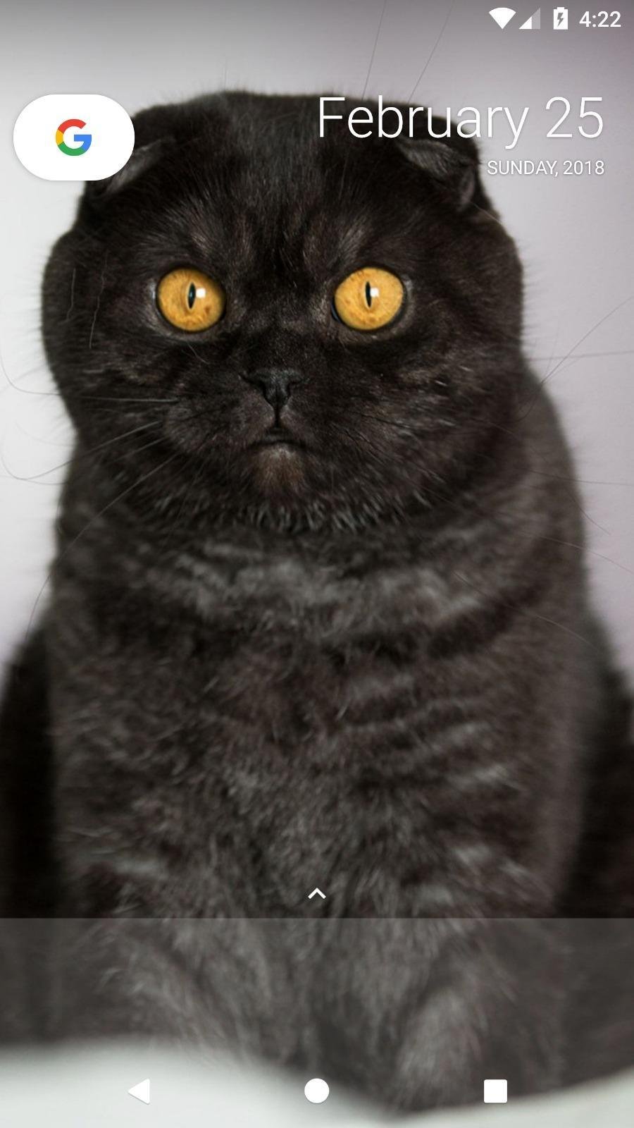 Черный кот в раковине