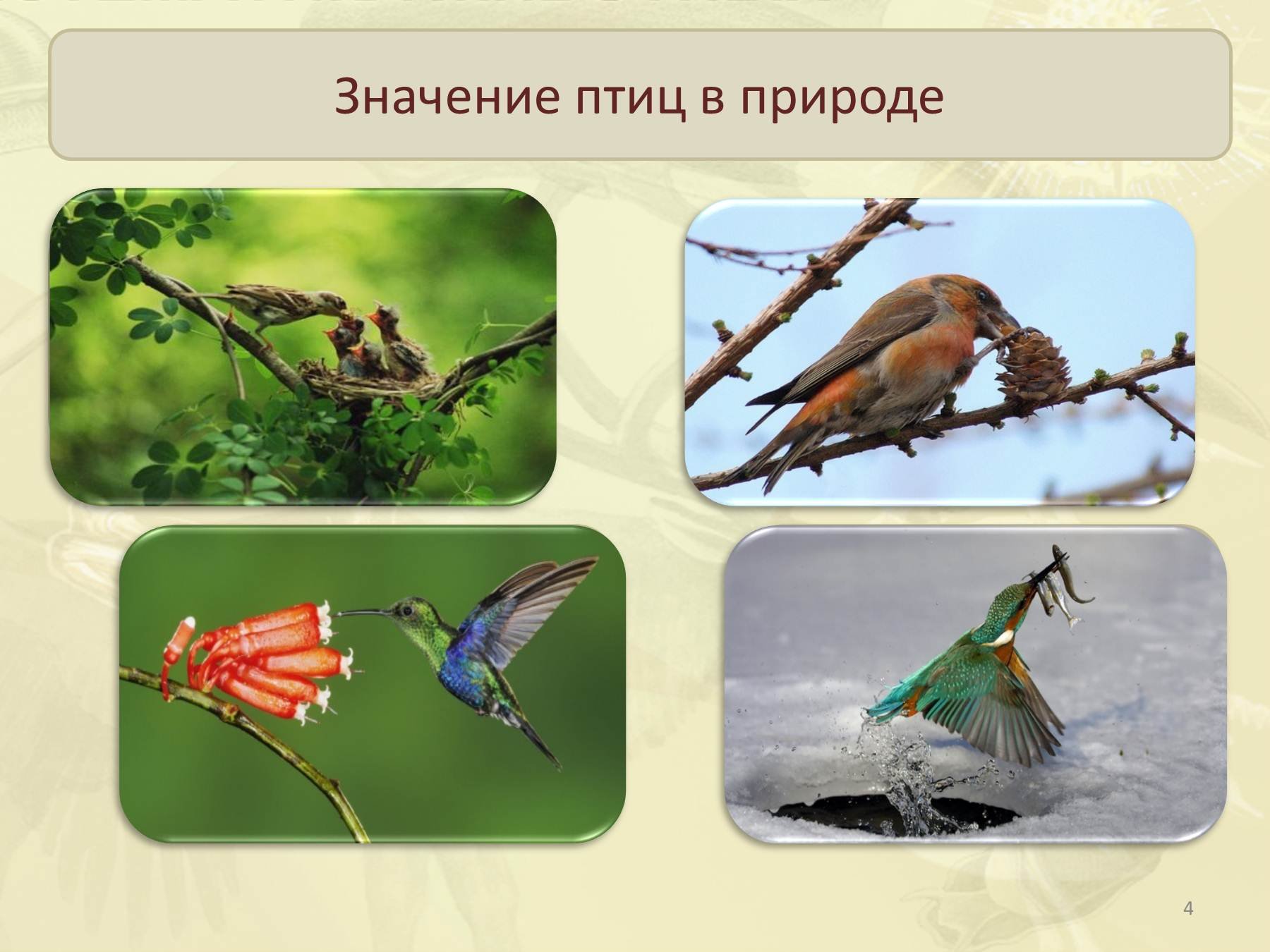 Значение птиц биология 8 класс. Птицы в жизни человека и природы. Значение птиц. Роль птиц в природе. Охрана птиц в природе.