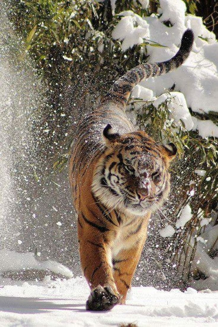 Уссурийский тигр дальнего Востока