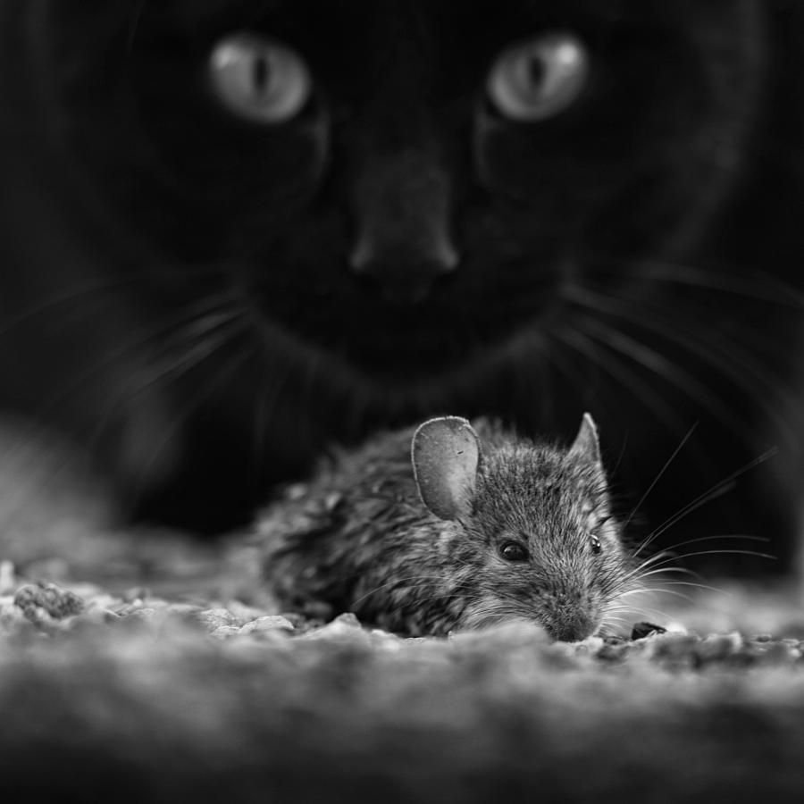 Черная мышь животное