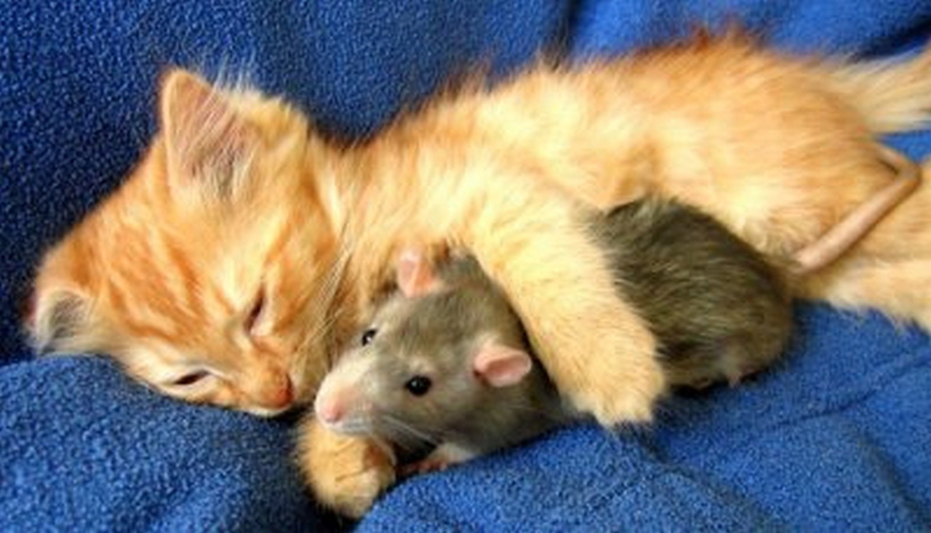 Котенок мышь. Котенок и мышонок. Кошка и мышь. Котик с мышкой. Кошки-мышки.