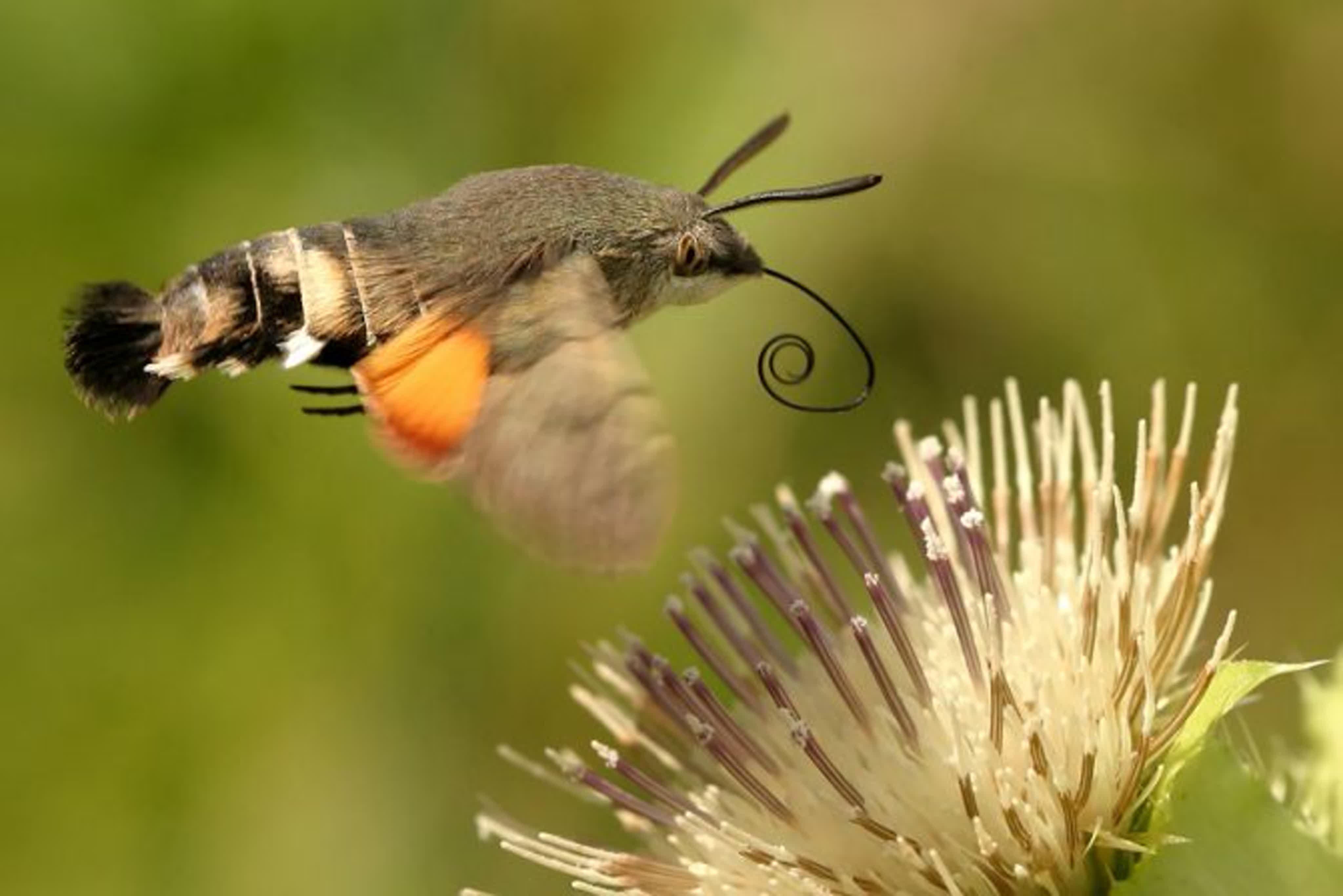 Среди птиц насекомых в сухой траве словом