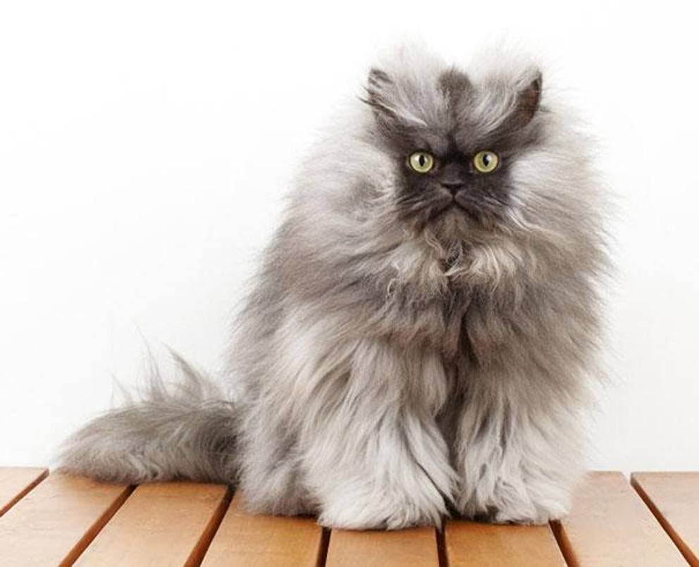 Персидский кот серый