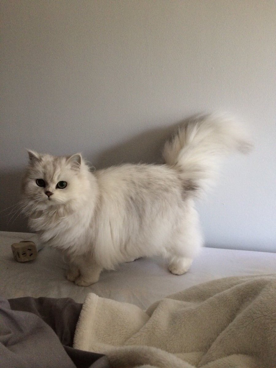 Персидская кошка серая