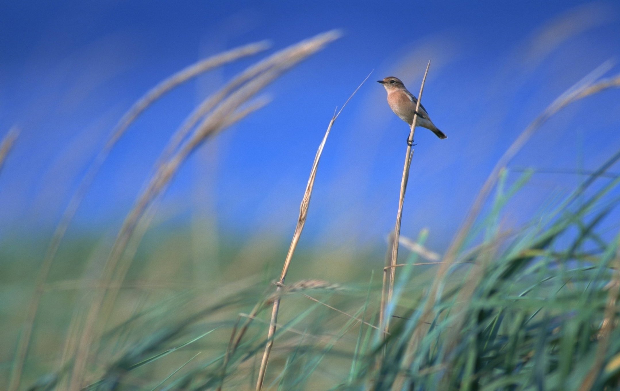 Среди птиц насекомых в сухой траве словом