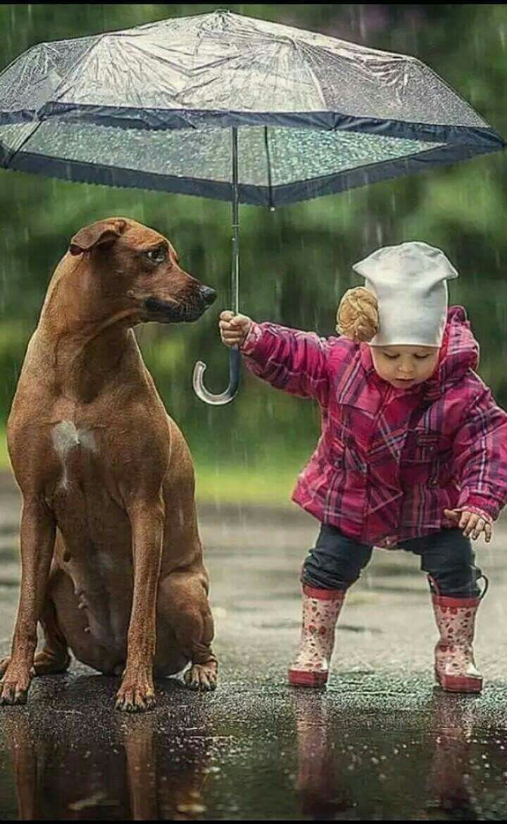 Животные под дождем
