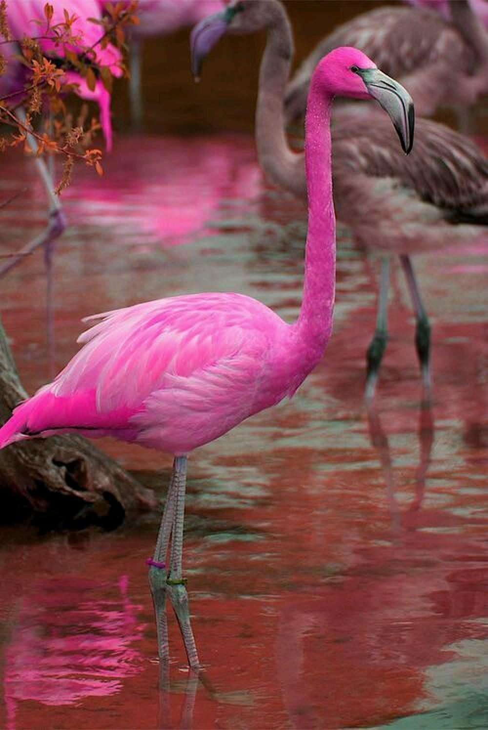 Какое животное розовое. Розовый Фламинго птица. Фламинго обыкновенный розовый. Карликовый Фламинго. Розовый Фламинго в природе.