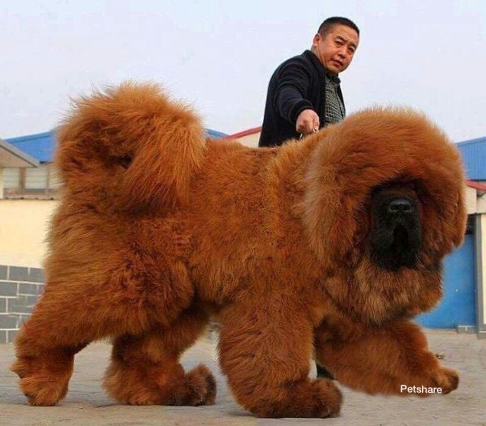 Собаки породы тибетский мастиф